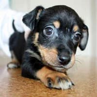 ROBI, Mixed Breed (Fundacja Głosem Zwierząt)