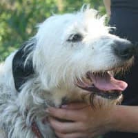 PONGA, Mixed Breed (Fundacja Głosem Zwierząt)