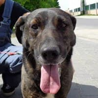 KRZYWOŁAPEK, Mixed Breed (Fundacja Głosem Zwierząt)