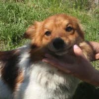 OZZY, Mixed Breed (Fundacja Głosem Zwierząt)