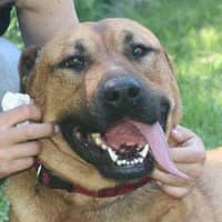 TEODOR, Mixed Breed (Fundacja Głosem Zwierząt)