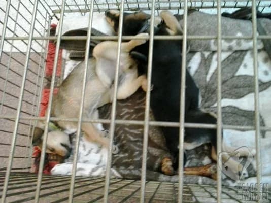 UBA, Mixed Breed (Fundacja Głosem Zwierząt)