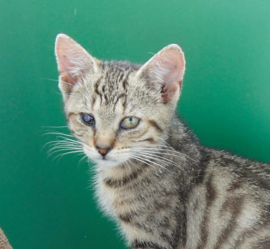 LEO, Mixed Breed for adoption at Fundacja Głosem Zwierząt, Polska