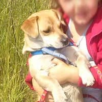 LOLA, Mixed Breed (Fundacja Głosem Zwierząt)