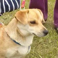 LEDI, Mixed Breed (Fundacja Głosem Zwierząt)