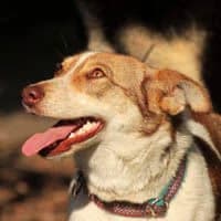 DIMA, Mixed Breed (Fundacja Głosem Zwierząt)