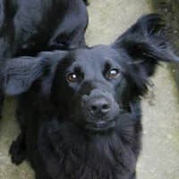 HAJKA, Mixed Breed (Fundacja Głosem Zwierząt)