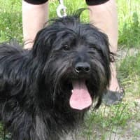 RICZI, Mixed Breed (Fundacja Głosem Zwierząt)