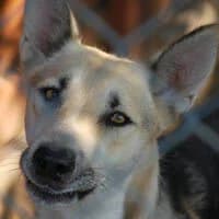 PERŁA, Mixed Breed (Fundacja Głosem Zwierząt)