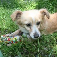 MINDI, Mixed Breed (Fundacja Głosem Zwierząt)
