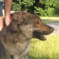 ROMEO, Mixed Breed (Fundacja Głosem Zwierząt)