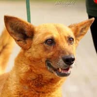 MIZIA, Mixed Breed (Fundacja Głosem Zwierząt)