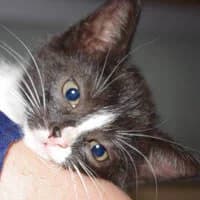 BATI, Mixed Breed for adoption at Fundacja Głosem Zwierząt, Polska