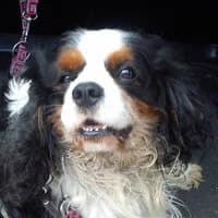 JACK, Mixed Breed (Fundacja Głosem Zwierząt)