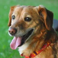 RUDZIK, Mixed Breed (Fundacja Głosem Zwierząt)