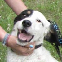 LOLLEK, Mixed Breed (Fundacja Głosem Zwierząt)