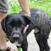 LABI, Mixed Breed (Fundacja Głosem Zwierząt)