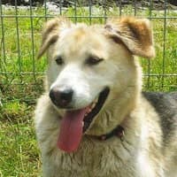 MILUSIA, Mixed Breed (Fundacja Głosem Zwierząt)