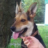 QUINI, Mixed Breed (Fundacja Głosem Zwierząt)