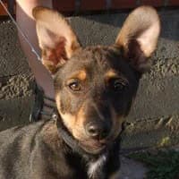 BŁYSKAWICA, Mixed Breed (Fundacja Głosem Zwierząt)
