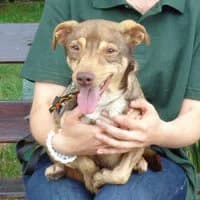 BURSZTYNEK, Mixed Breed (Fundacja Głosem Zwierząt)