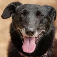 SZAKI, Mixed Breed (Fundacja Głosem Zwierząt)