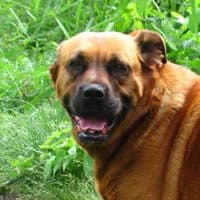 PSOCIA, Mixed Breed (Fundacja Głosem Zwierząt)