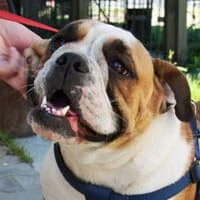 DASZA, Mixed Breed (Fundacja Głosem Zwierząt)