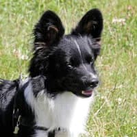 CZAREK, Mixed Breed (Fundacja Głosem Zwierząt)