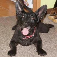 DOLAREK, Mixed Breed (Fundacja Głosem Zwierząt)