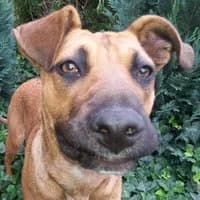 NALA, Mixed Breed (Fundacja Głosem Zwierząt)