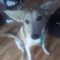 GRACJA, Mixed Breed (Fundacja Głosem Zwierząt)