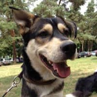 KAZIO, Mixed Breed (Fundacja Głosem Zwierząt)