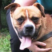 LABRO, Mixed Breed (Fundacja Głosem Zwierząt)