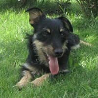 CZARLI, Mixed Breed (Fundacja Głosem Zwierząt)
