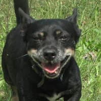 ROMIK, Mixed Breed (Fundacja Głosem Zwierząt)