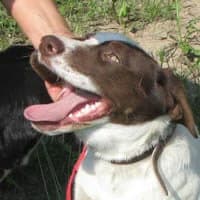 OZI, Mixed Breed (Fundacja Głosem Zwierząt)