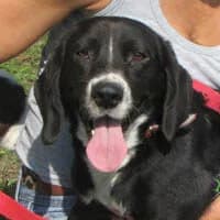OKSI, Mixed Breed (Fundacja Głosem Zwierząt)