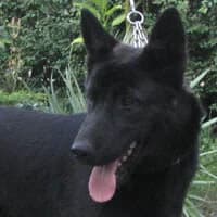SASZKA, Mixed Breed (Fundacja Głosem Zwierząt)