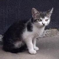 KOMEK, female Mixed Breed for adoption at Fundacja Głosem Zwierząt, Polska