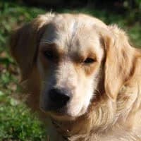 HARLEY, Mixed Breed (Fundacja Głosem Zwierząt)