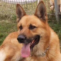 MUFASA, Mixed Breed (Fundacja Głosem Zwierząt)