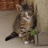SZAJKA, female Mixed Breed for adoption at Fundacja Głosem Zwierząt, Polska