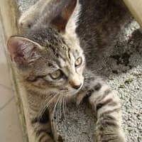 CYTRUS, Mixed Breed for adoption at Fundacja Głosem Zwierząt, Polska