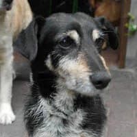 SZAMANEK, Mixed Breed (Fundacja Głosem Zwierząt)