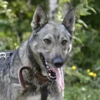 SZAROS, Mixed Breed (Fundacja Głosem Zwierząt)