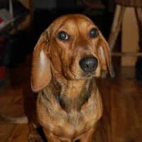 KROPKA, Mixed Breed (Fundacja Głosem Zwierząt)
