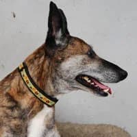 ROKI, Mixed Breed (Fundacja Głosem Zwierząt)