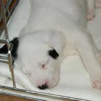 GRANT, Mixed Breed (Fundacja Głosem Zwierząt)