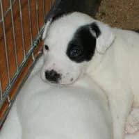 ARIZONA, Mixed Breed (Fundacja Głosem Zwierząt)